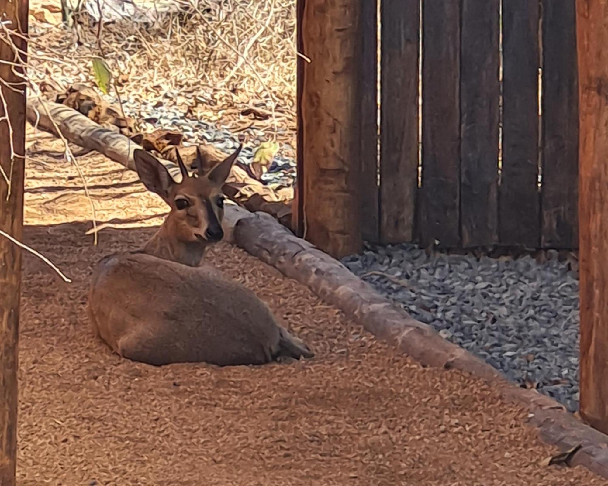 The Dreamcatcher Lodge Hoedspruit Exteriér fotografie